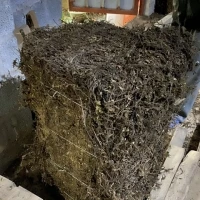 DRIED BLACK GRASS JELLY LEAVES - CONTAINER SHIPPING - WHOLESALER CHEAP PRICE