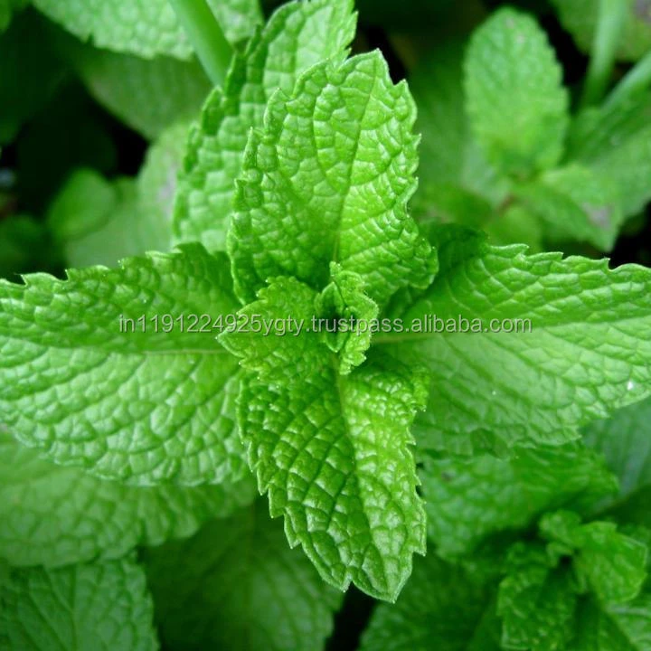 100 Pure Natural Peppermint Essential Oil GMP ISO Certified Customized Private Labeling Wholesale Retail OEM ODM Supply