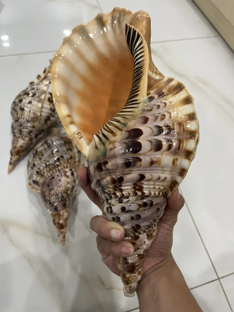 Snail Shells for Decoration Large Size Trumpet Seashells Triton Seashell Conch Natural Sea Shell Originated From Vietnam