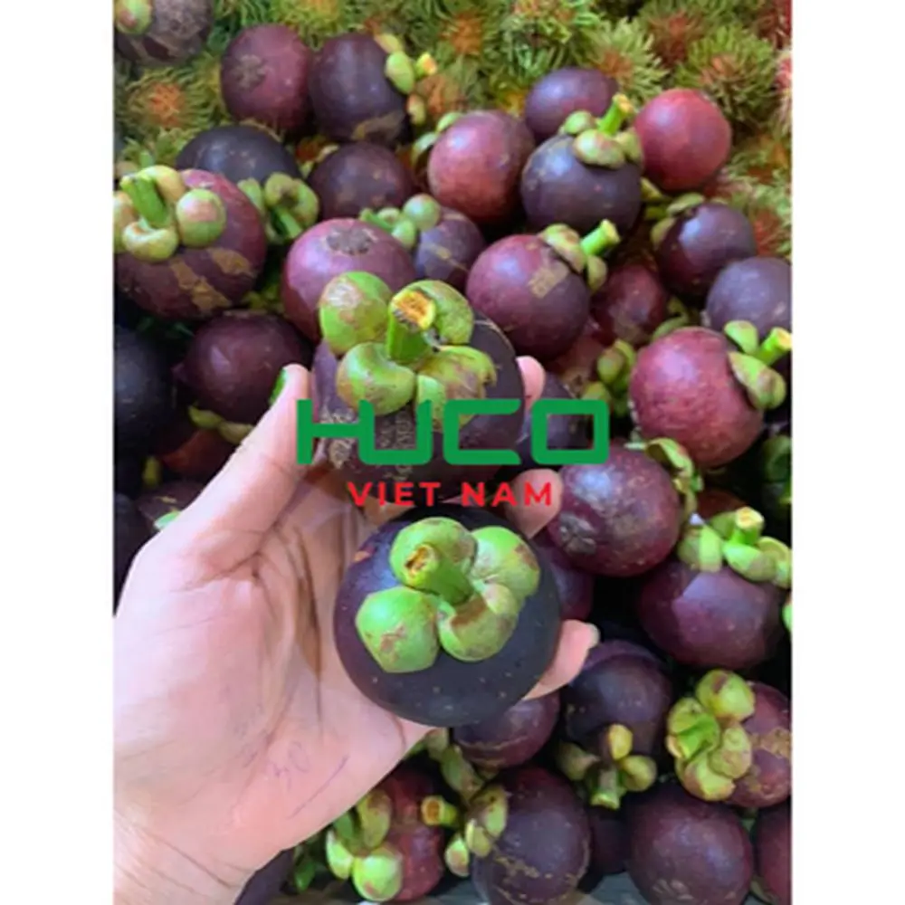 Tropical Fruit Fresh And Sweet Mangostreen No Preservative Special Taste Natural Premium Quality Steamed Fresh Mangosteen