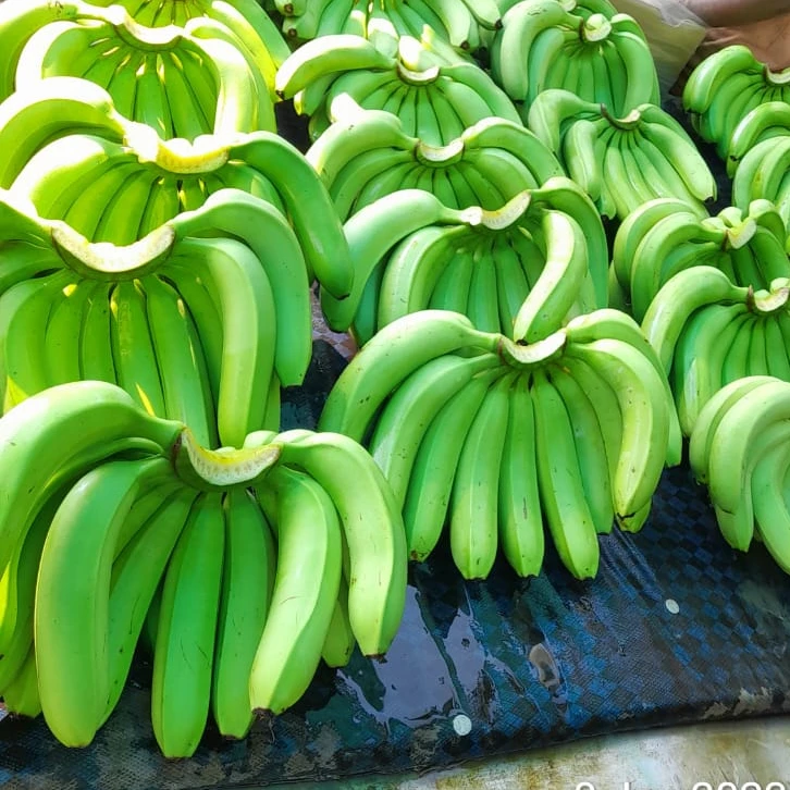 100% органический свежий банан Cavendish высокого качества из Вьетнама-оптом