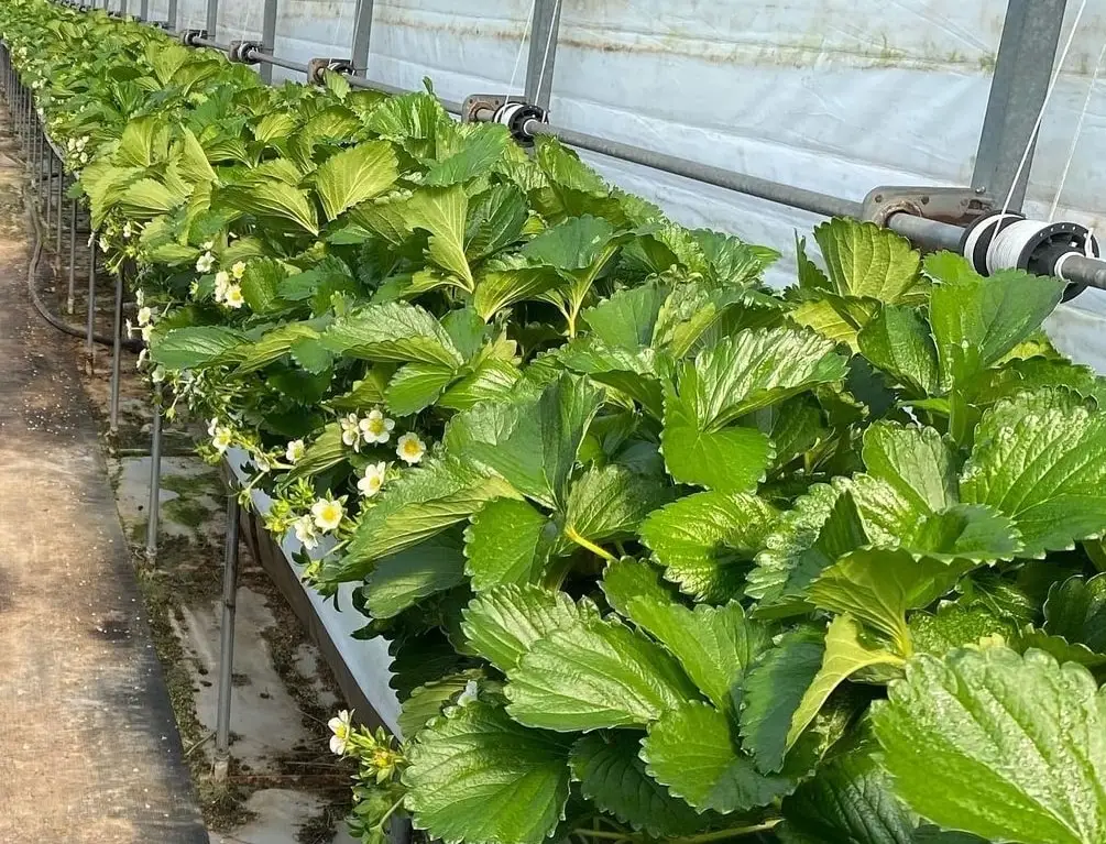 PERFECT SOLUTION FOR NURSING SEEDS FROM PARADISE INDONESIA WITH LOW EC NUTRIENT ORGANIC NATURAL HIGH QUALITY COCOPEAT GROW SLABS