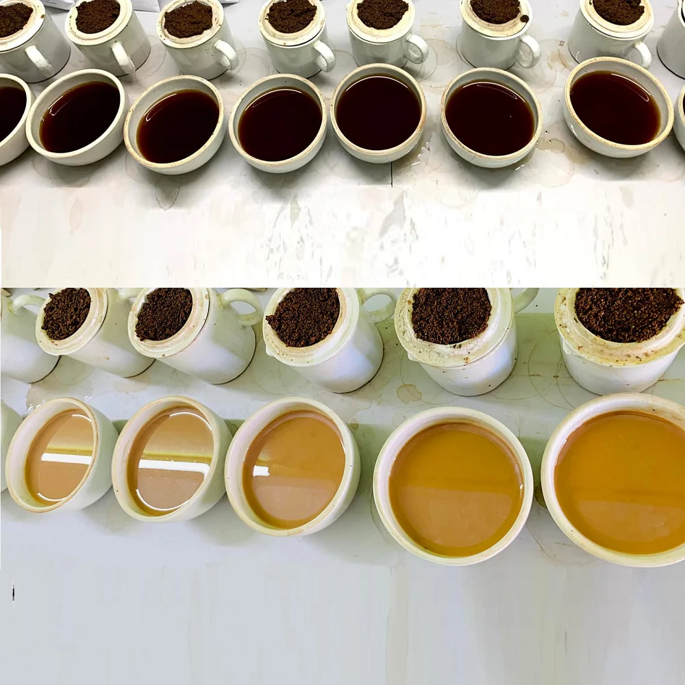 Pure Assam tea ctc PF1 slimming tea best quality production from 100% fresh tea perfect for all the world market