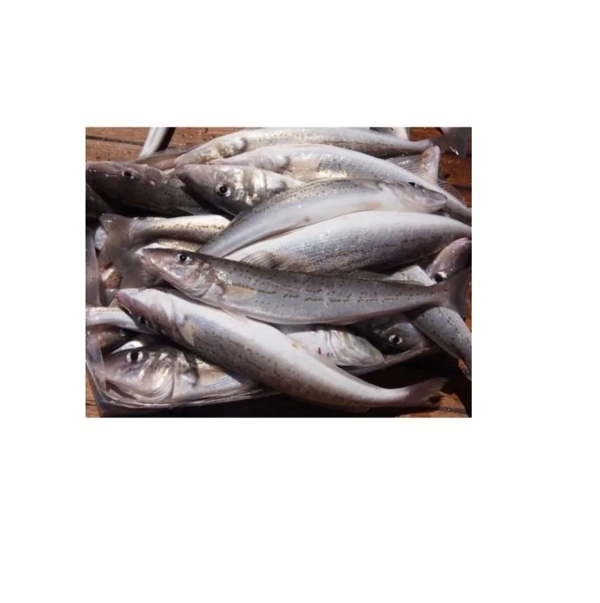 Online Buy / Order Top Quality Frozen Seafood Hake Fish HGT With Best Quality Best Price Exports From Thailand