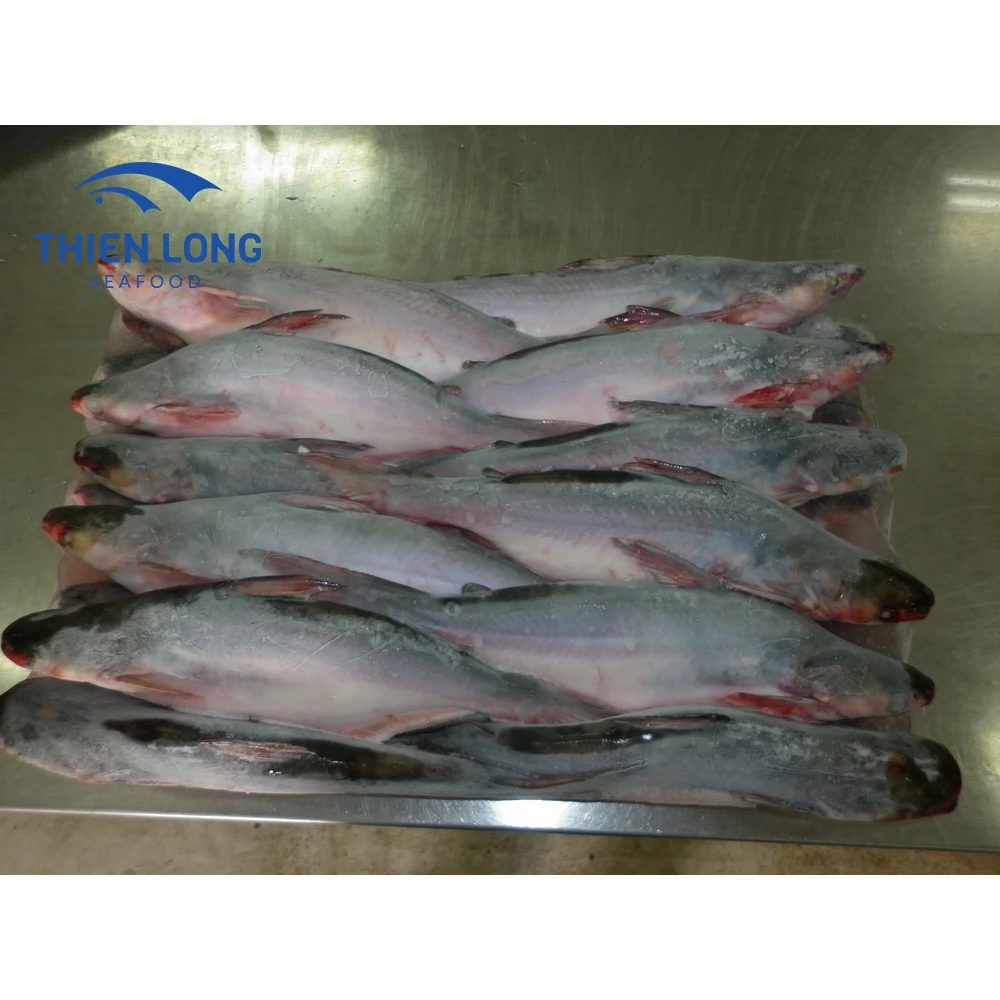 High Quality IQF Whole Round Pangasius Fish With Weight 10kg And Shelf Life 24 Months From Vietnam