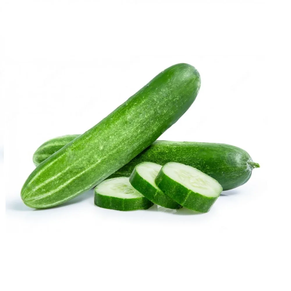 Big Sale for Fresh and Tasty Cucumber from Vietnam Organic Cucumber for EU USA Japan UAE Market Natural Fresh Cucumber Frozen