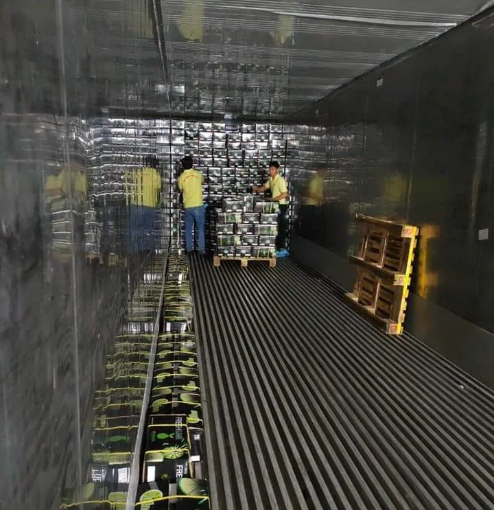 Lemon does not seeds lime without seed from Viet Nam, 100% tax free