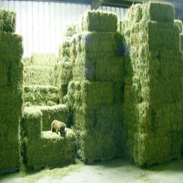 Whole Sale Alfalfa Hay for Animal Feeding Good Price