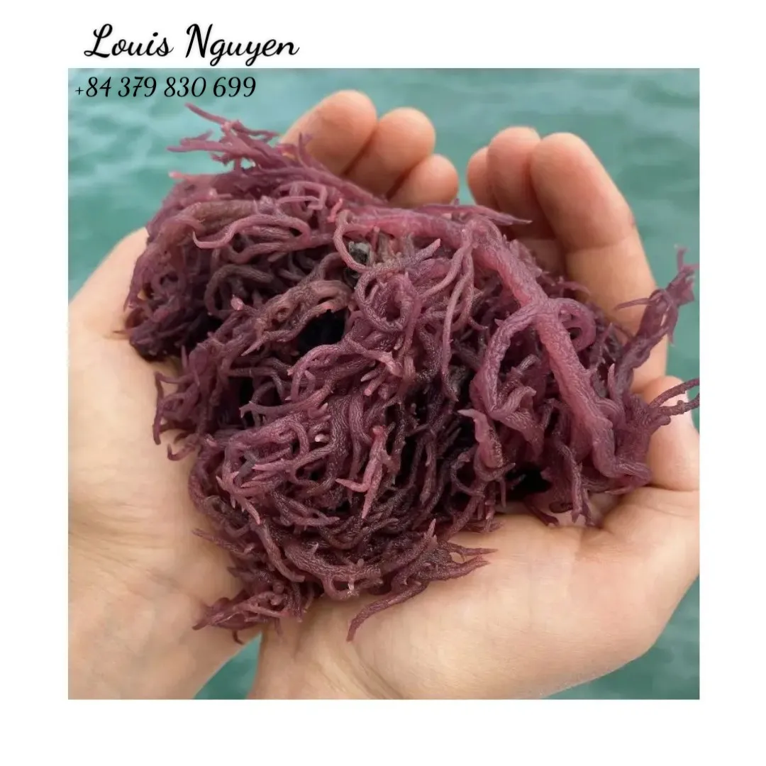 Top Exporter Purple Sea Moss - Irish Sea Moss From Vietnam - 100% Natural & Raw - Mr. Louis (WhatsApp: +84 379830699)