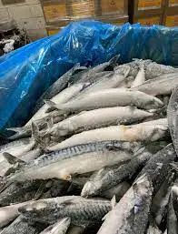 Wholesale IQF Frozen Mackerel Fish Whole Round Frozen Fillet  Seafood