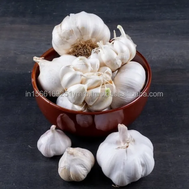 Garlic Healthy Raw Materials Organic Fresh Garlic