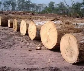 Timber LOGS.0020.jpg