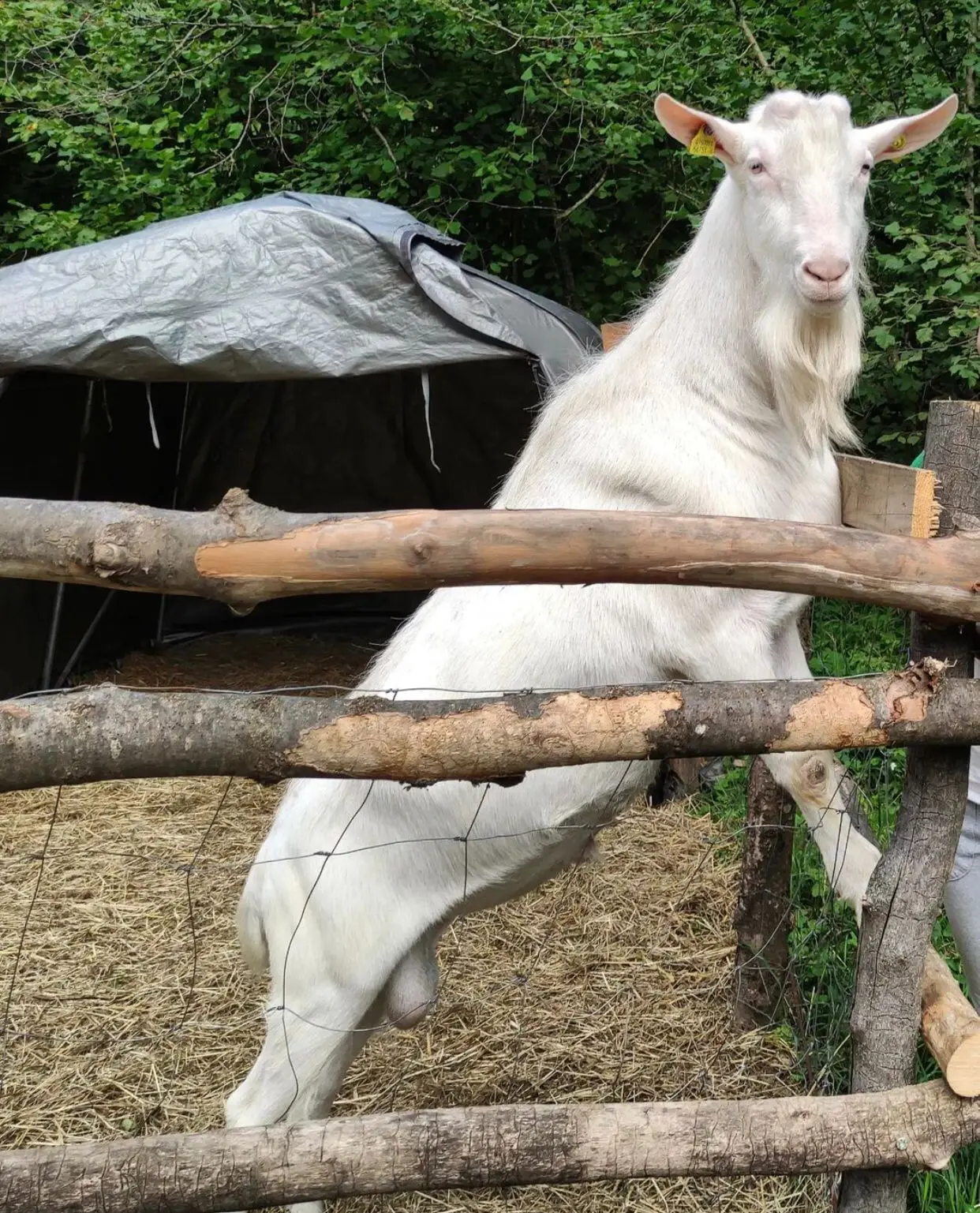 Live Saanen Goat For sale High Quality Live Stock Boer Goat Available For Sale At Low Price