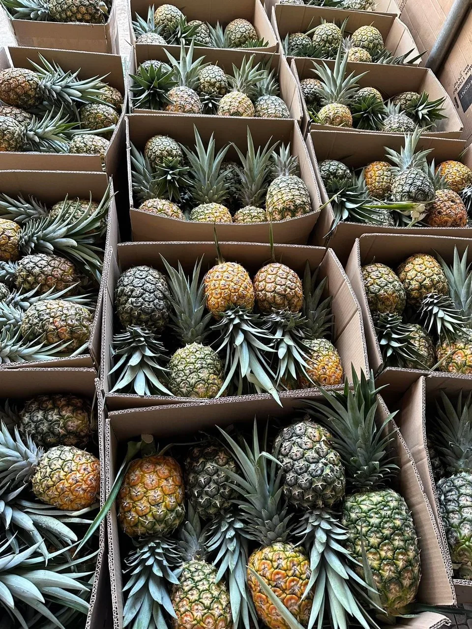 Ginger fresh ginger export high quality new crop in carton for wholesale fresh ginger