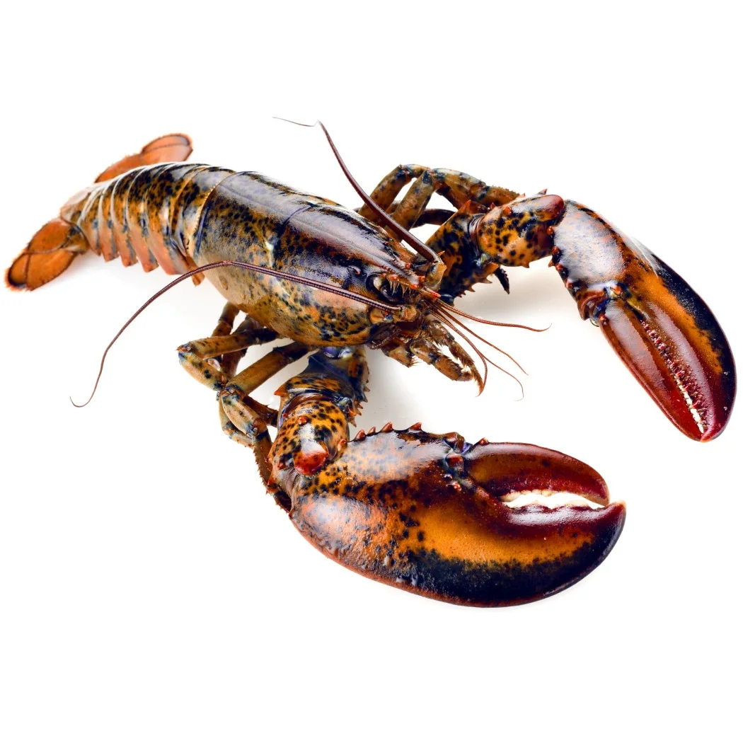 Best Live Lobsters Frozen Lobster Tails / Live Lobster For Sale Lobster Tails Wholesale / Live Lobster Price