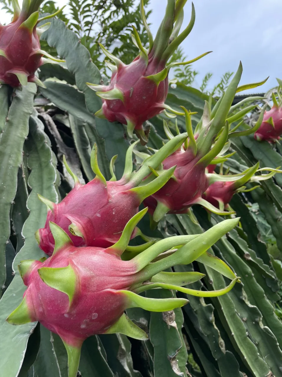 Hot Sale  Fresh Dragon Fruit High Quality 100% Organic Natural Sweet White Flesh Dragon