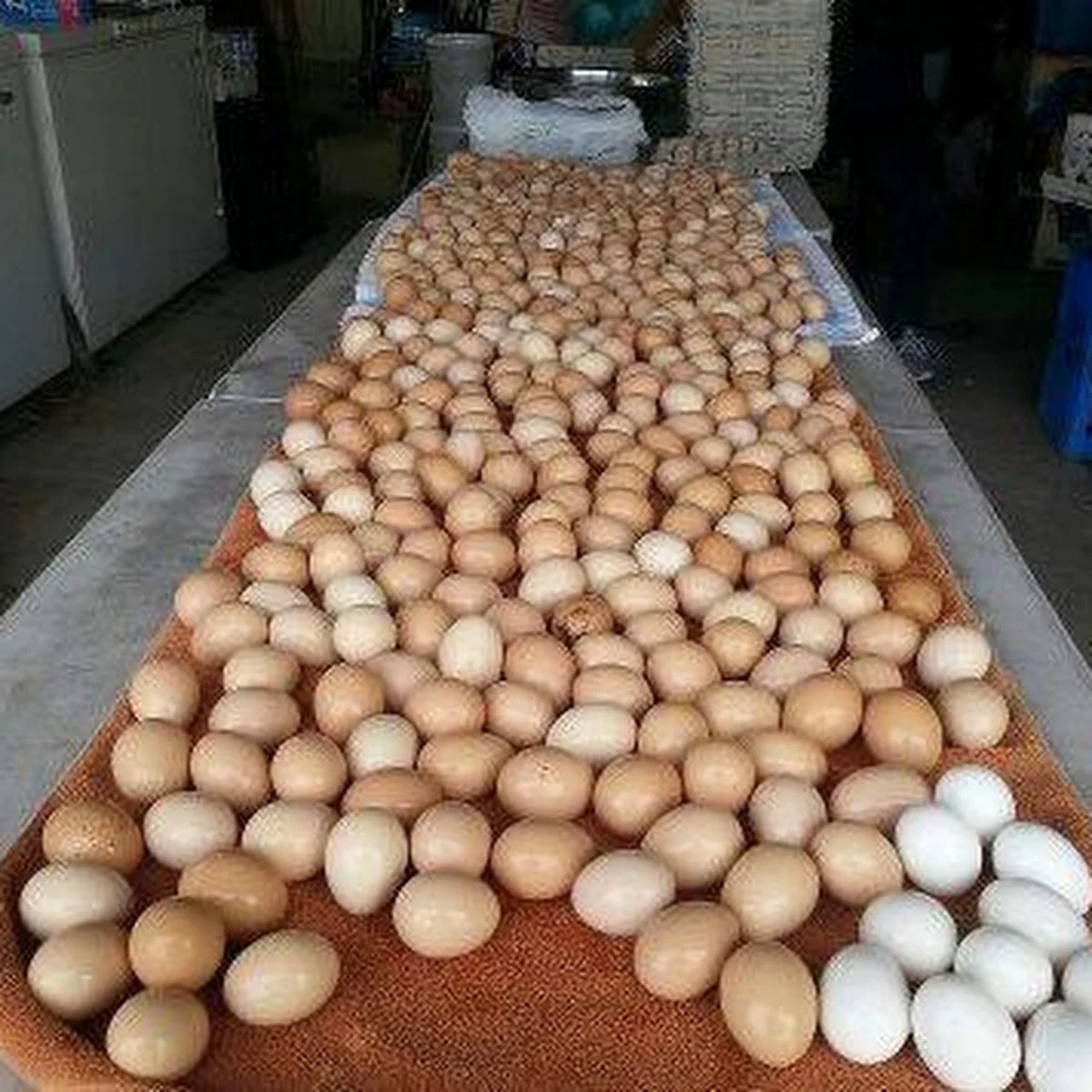 Fresh Table Eggs , White and Brown chicken eggs