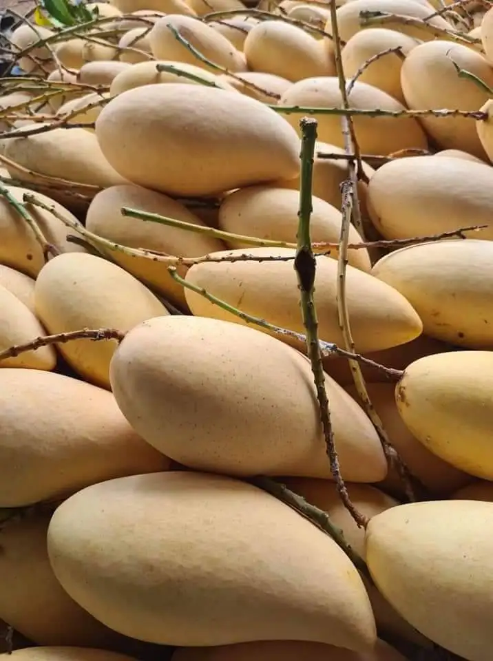 Fresh Mango Sweet and Tasty Golden Mangos Delicious Premium Quality and 100%