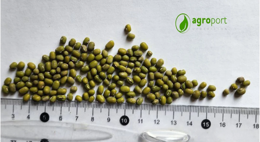 Wholesale Natural Organic High Quality Green Mung Beans For Sprouting Green Gram Beans Green Vigna Beans