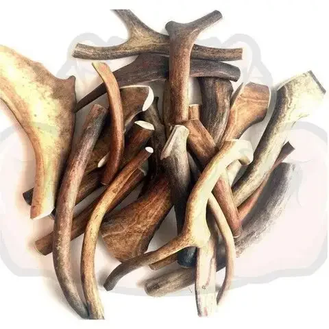 Red Deer Antlers Available