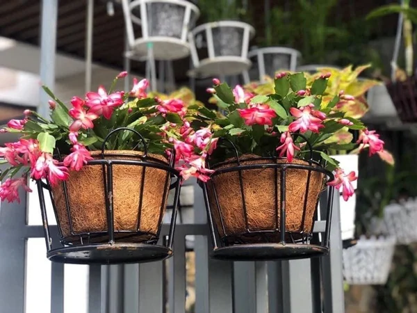 Wholesale Coconut Coir Pots With Competitive Price From Vietnam