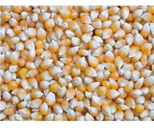 Yellow Corn Maize for Animal Feed Grade Dry Style Poultry First Quality Bulk Sales Manufacturing in