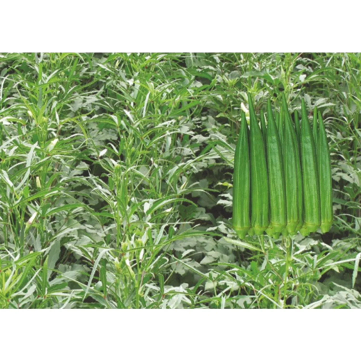 Best Price for Okra Pusa Sawani / Okro export in tin / can packing