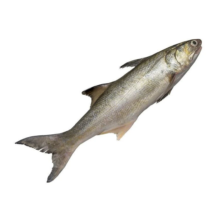 Высококачественная оптовая продажа морепродукты свежемороженая рыба из розового лосося целая потрошенная или обезглавливаенная замороженная