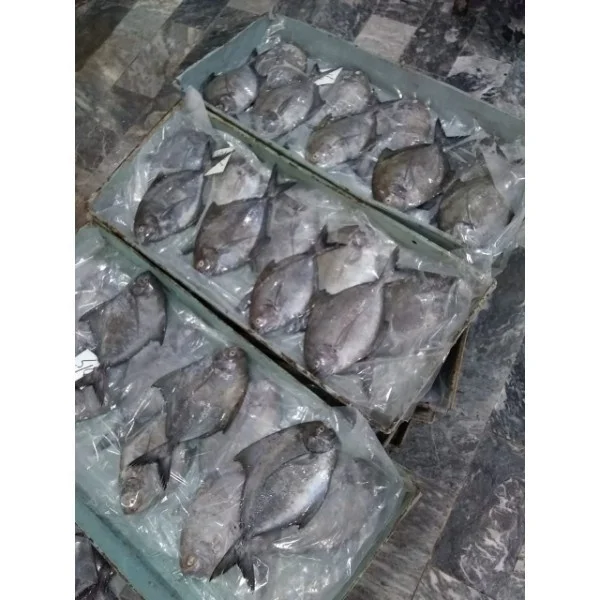 White/Chinese/Black Pomfret available in all sizes