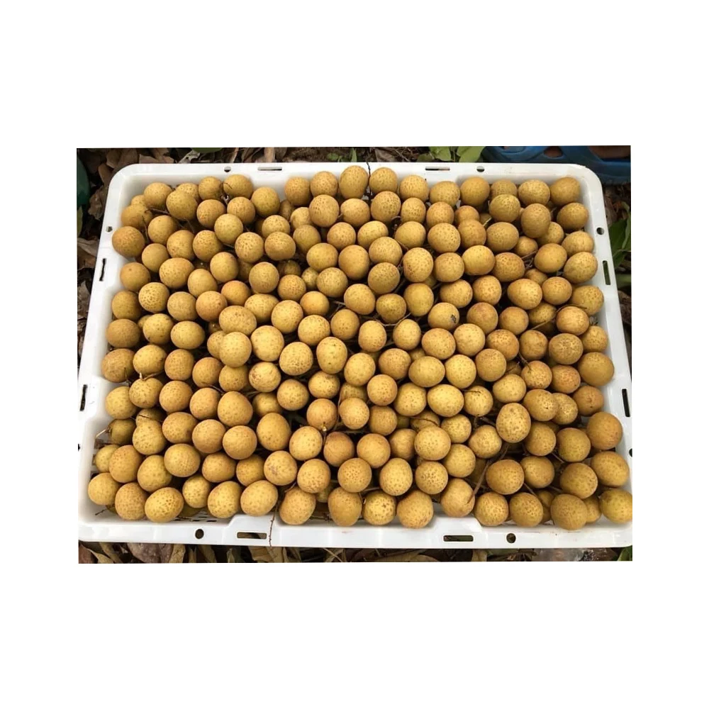 High Quality So Premium So Fresh Longan from Thailand