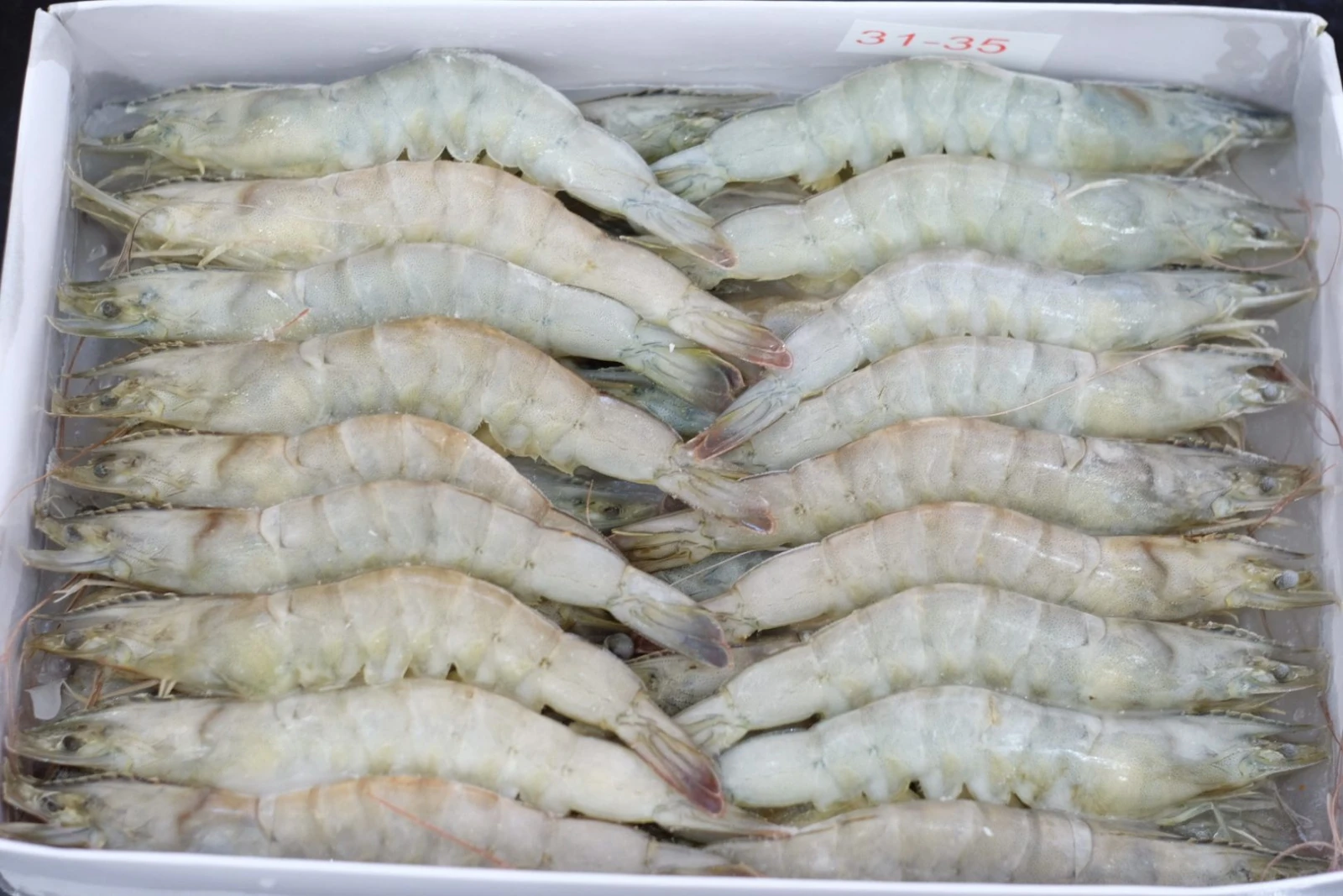 Wholesale Vannamei Shrimp HOSO High quality IQF frozen fresh top quality whole shrimp undivided with a head