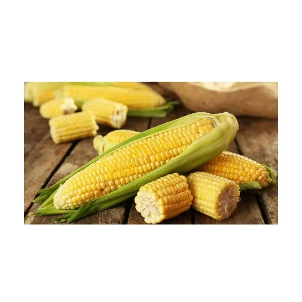 Buy Wholesale GMO Top quality Dried Yellow Corn - Maize Dry For Animal Feed For Export
