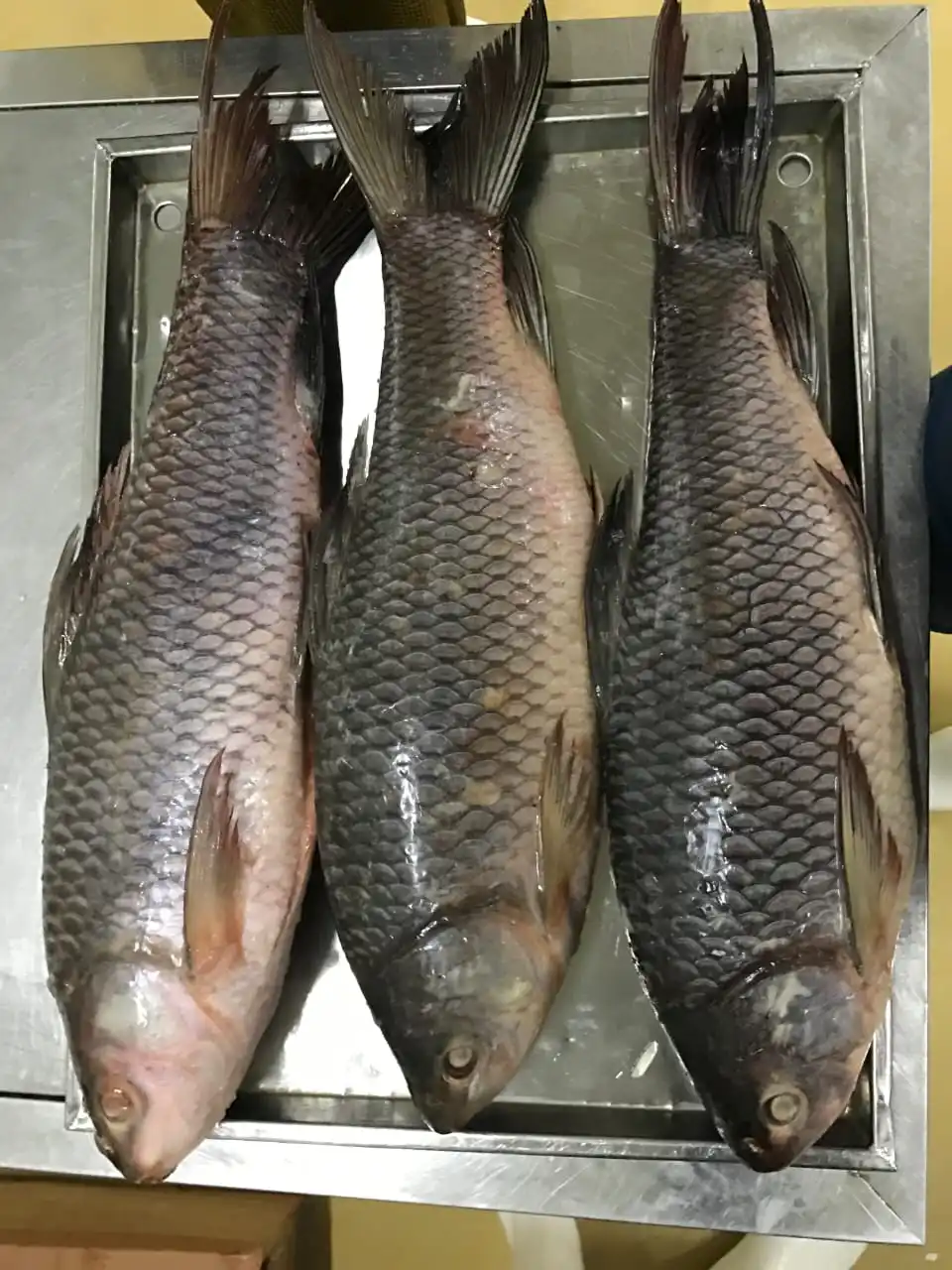 Frozen Rohu fish individual frozen  good quality from Myanmar Origin