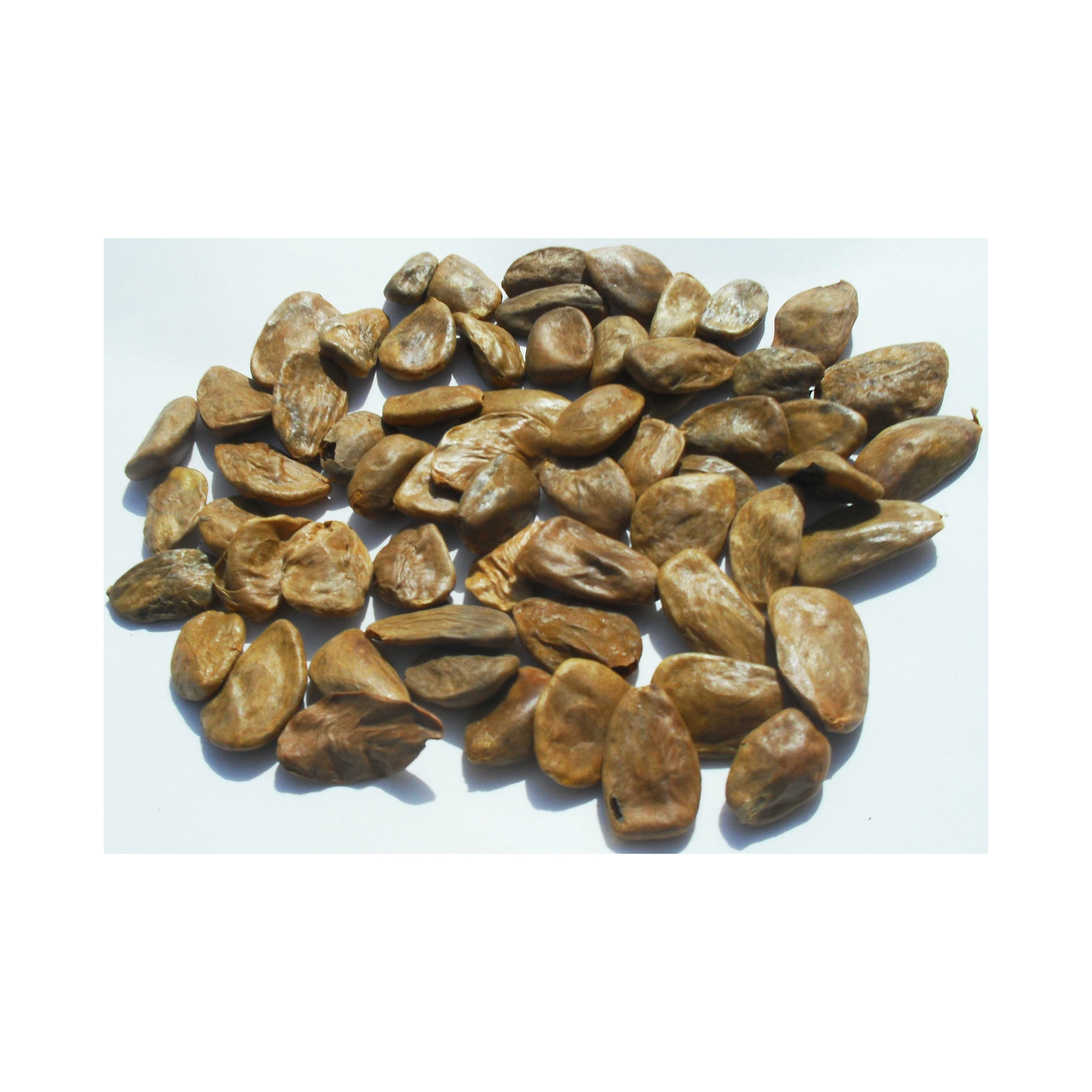 Best Price High Quality Picralima Nitida Akuamma Seed Extract Other Agriculture Products
