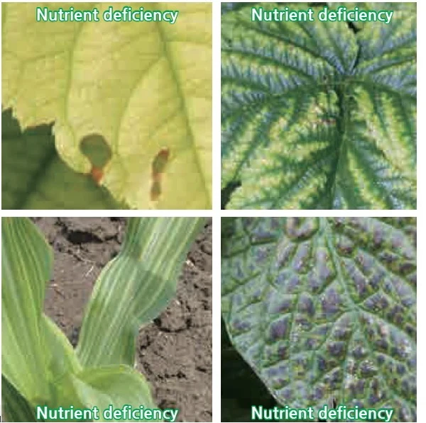 ABC booster, ABC coloring, ABC sugaring, ABC Silicic acid