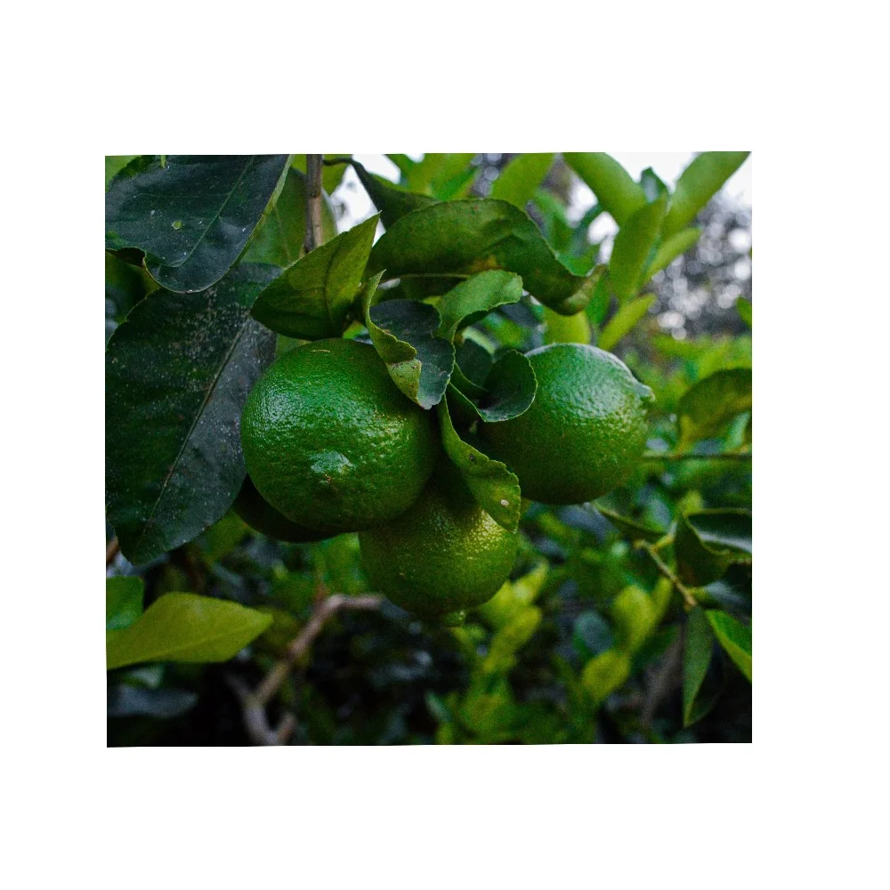 Лучшая сорта 5 см Размер зеленая кожа 100% зрелое вьетнамское происхождение натуральный вкус без семян Лайма Хорошее качество свежий 12 месяцев ракушки жизни