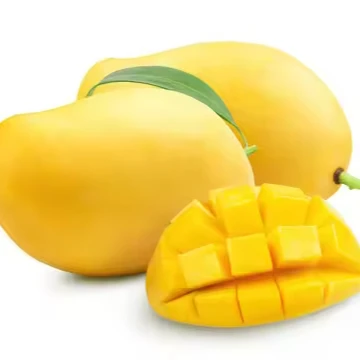 Natural Fresh Pakistani Mango Sindhri Green and Yellow Mangoes with Customized Packaging Available Yellow Mangoes OEM Service