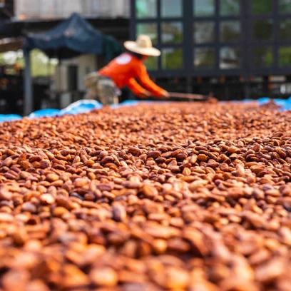 HOT SALE 100% Cocoa Beans / Cocoa Seeds For Sale