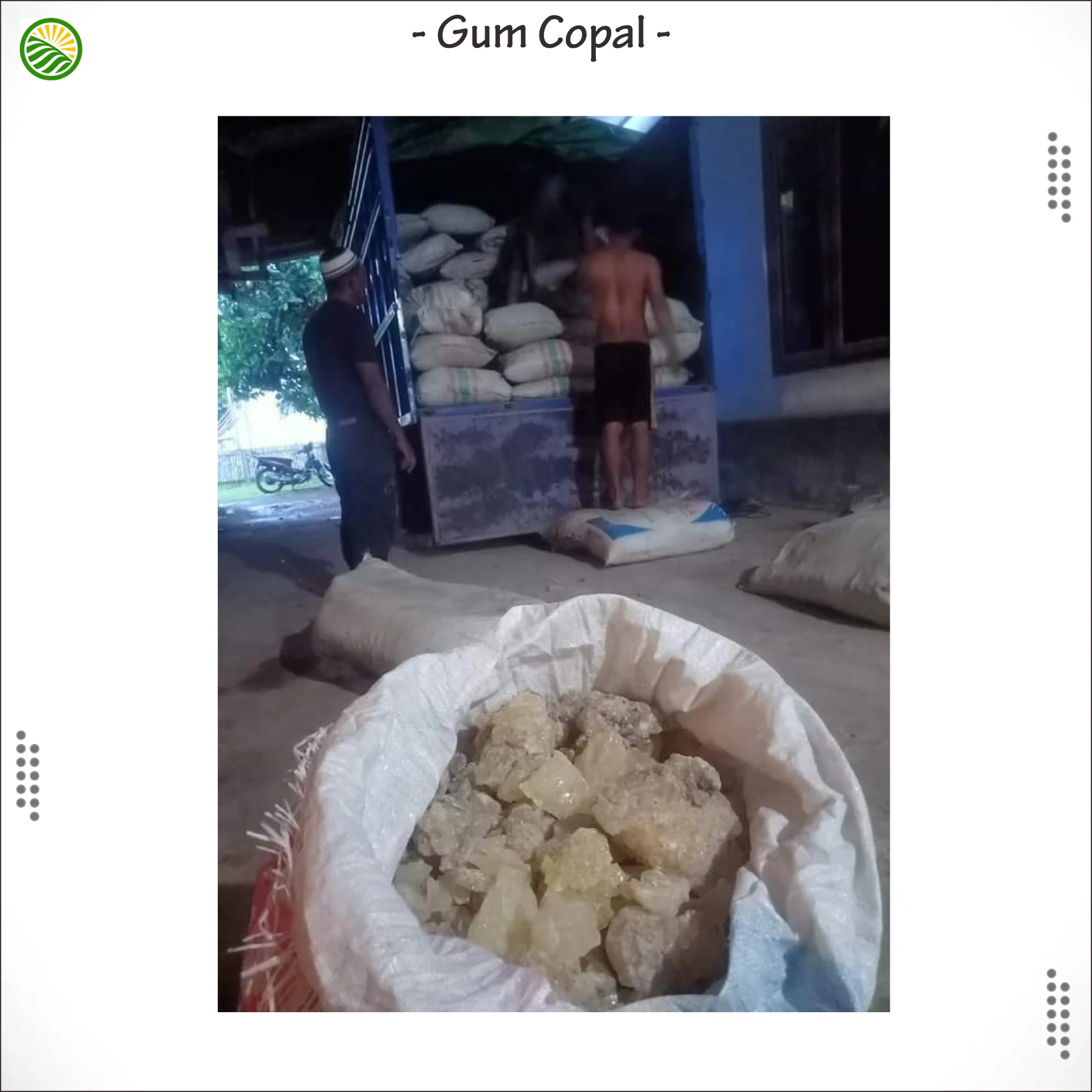 Gum Copal carried from Bacan Island Indonesia  Export Quality