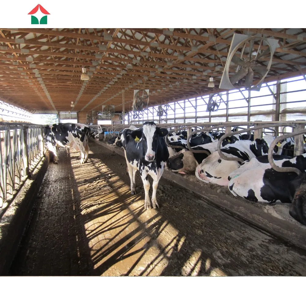 Cow Shed Farm Shed Prefabricated Cattle Diary Farming Barn Cow Hangar Shed Steel Structures
