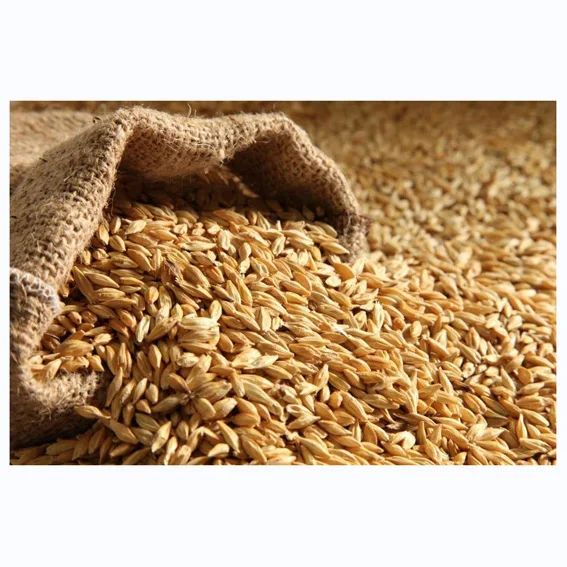 Wholesale high quality 100% Malt Barley, Pearl Barley For Sale Animal Feed. 100% Barley Seeds top quality