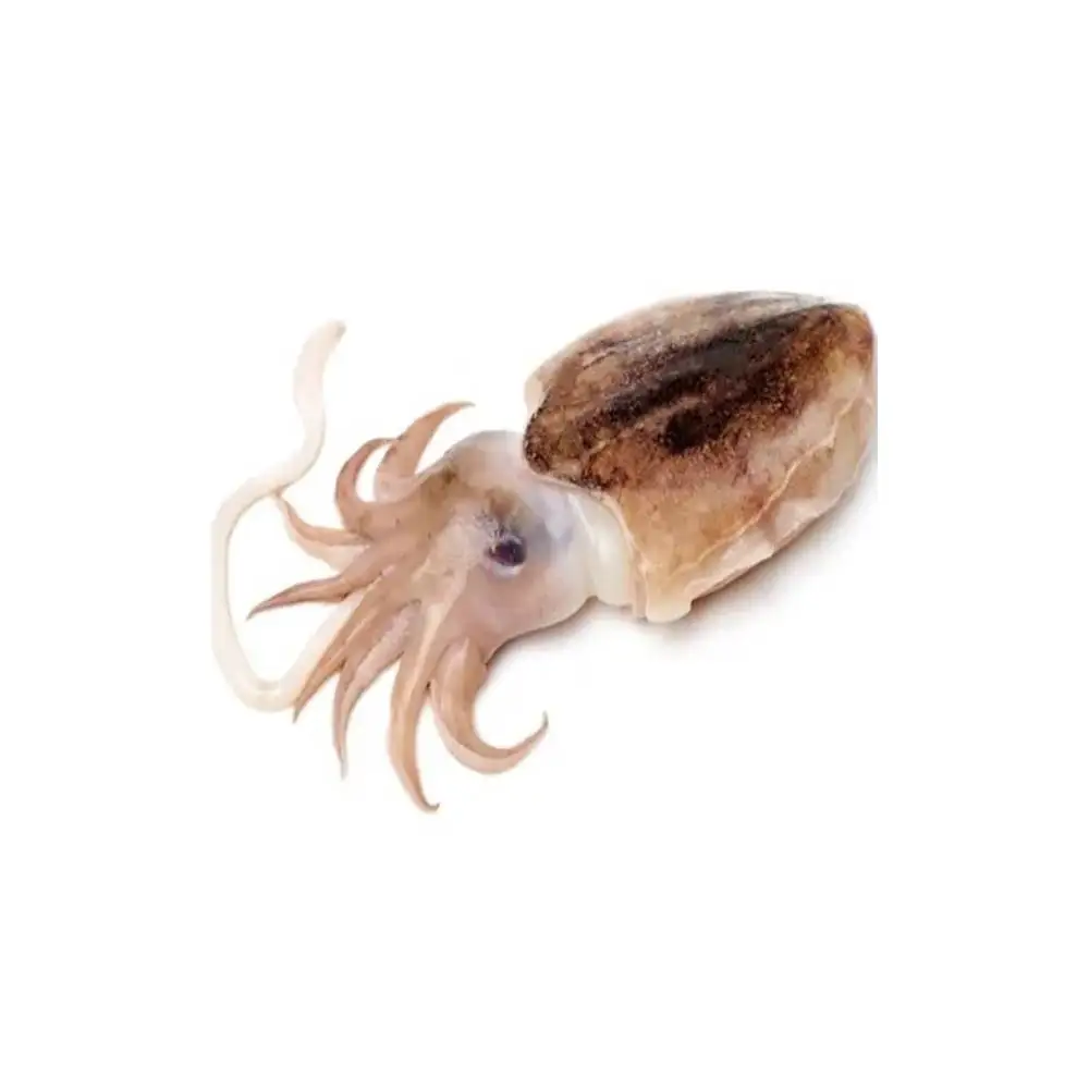 Altawakal Frozen Foods Hot Selling Frozen Cuttlefish Delicious Nutritious Top Quality For Export from Pakistan