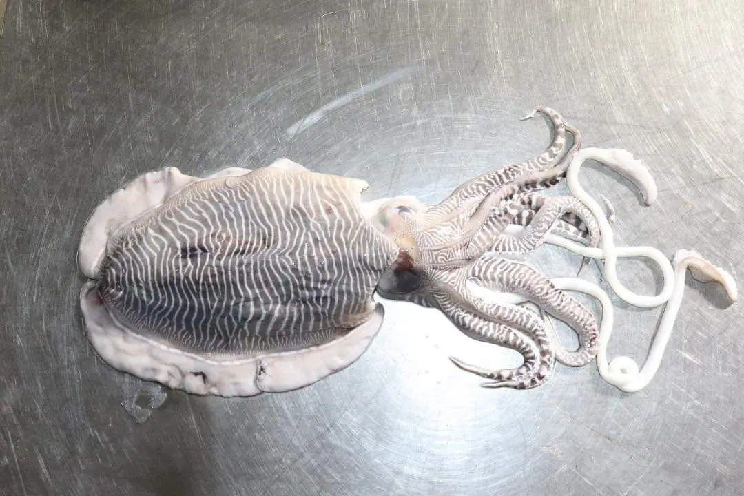 Dried Cuttlebone for Birds High Quality Cuttlefish Bone White Cuttlefish Bone Trimmed Feed Natural for Animal Body