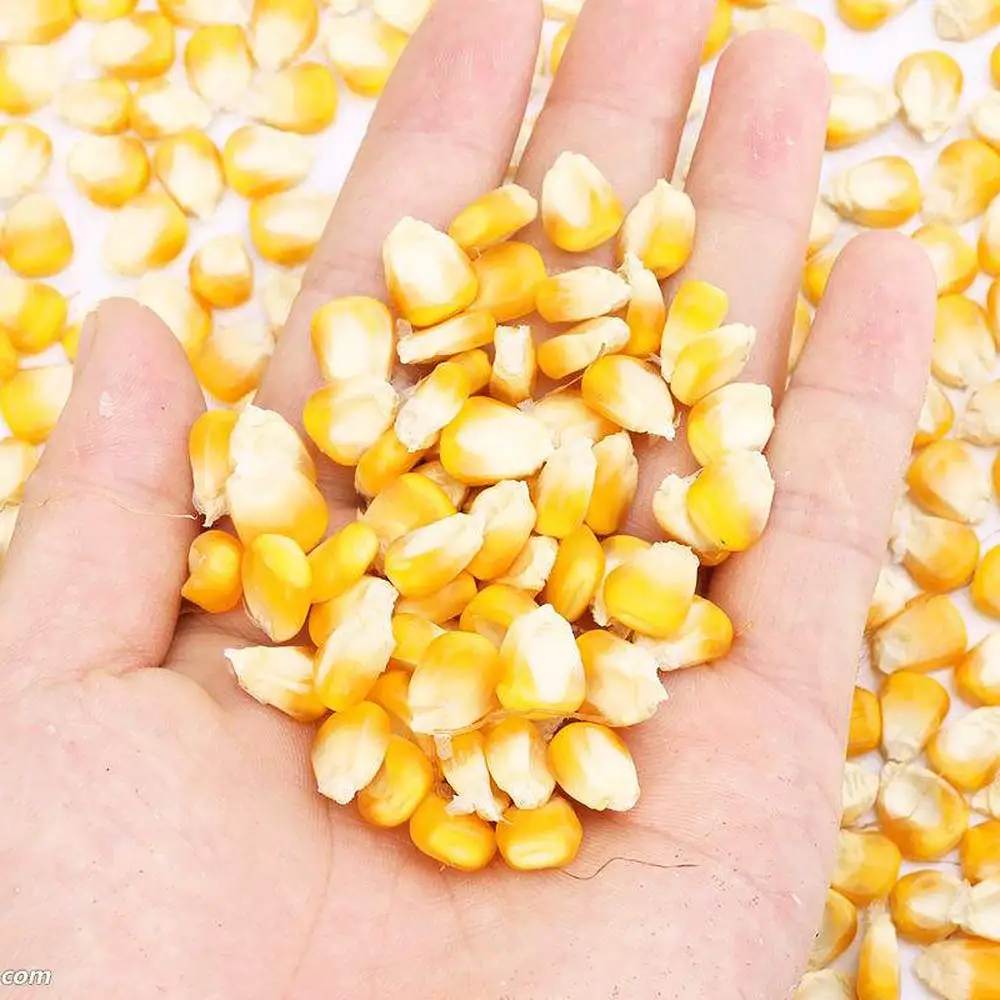 Premium Quality Yellow Maize,Animal Feed Corn Ready To Export