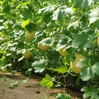 Vietnam Organic Fresh Musk Melon Good Quality Fresh Natural Sweet Melon Japanese cantaloupe Type