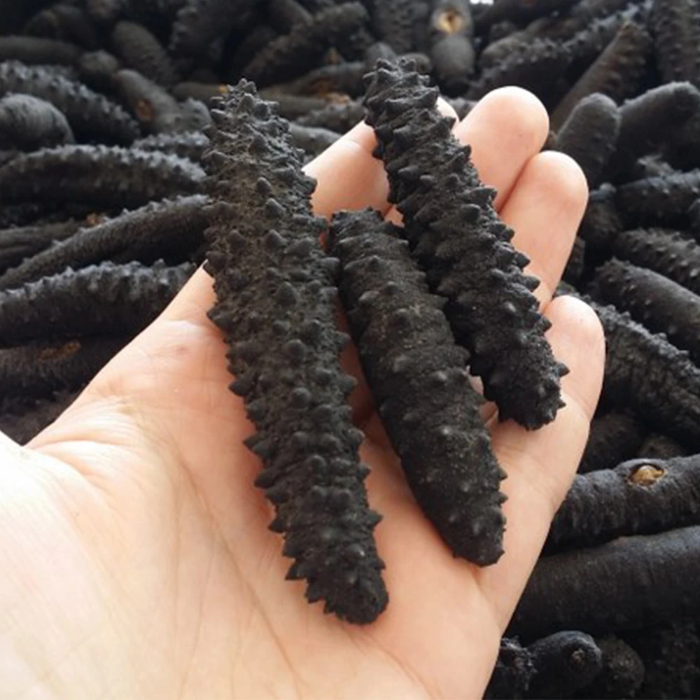 Wholesaler Sea Cucumber Dried and Frozen Sea Cucumber, Natural for sale