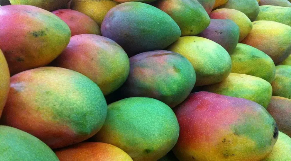 Nice Grade Mexico Non GMO Fresh Yellow Ataulfo Kent Keitt Tommy Atkins Mangoes
