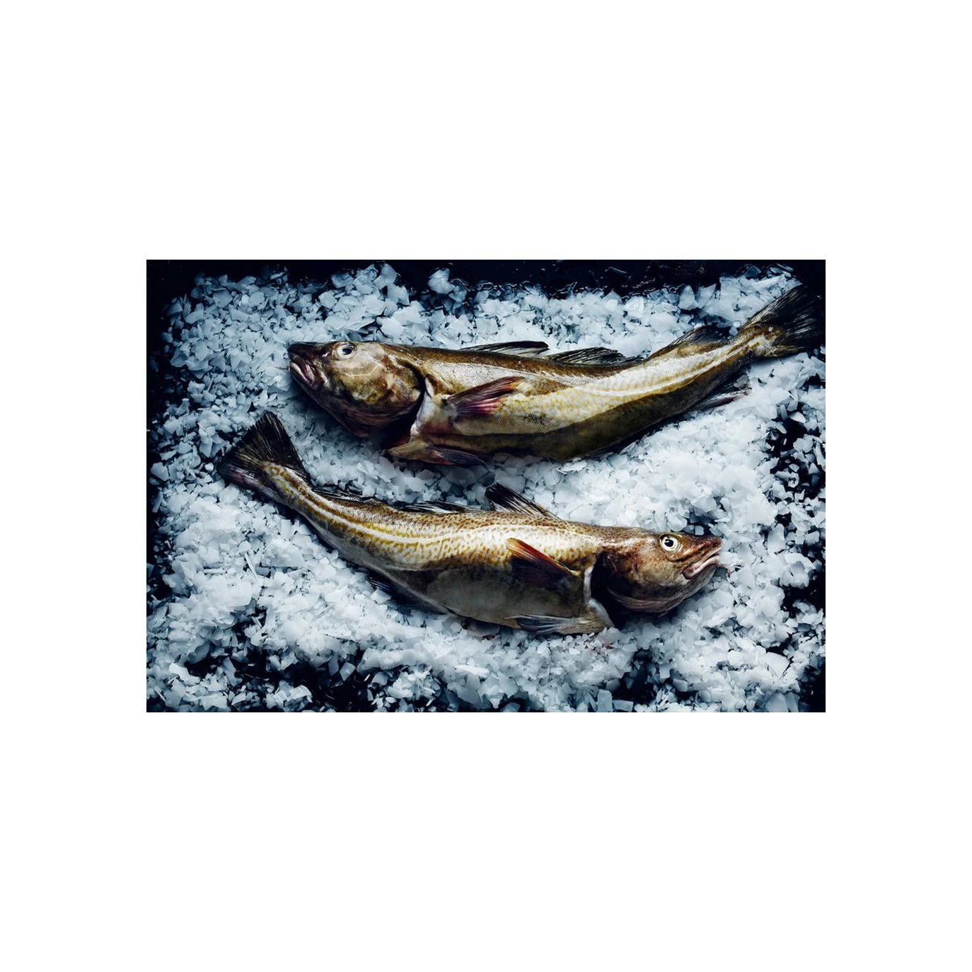 Свежая треска Skrei Fish100 % экспортная качественная рыба
