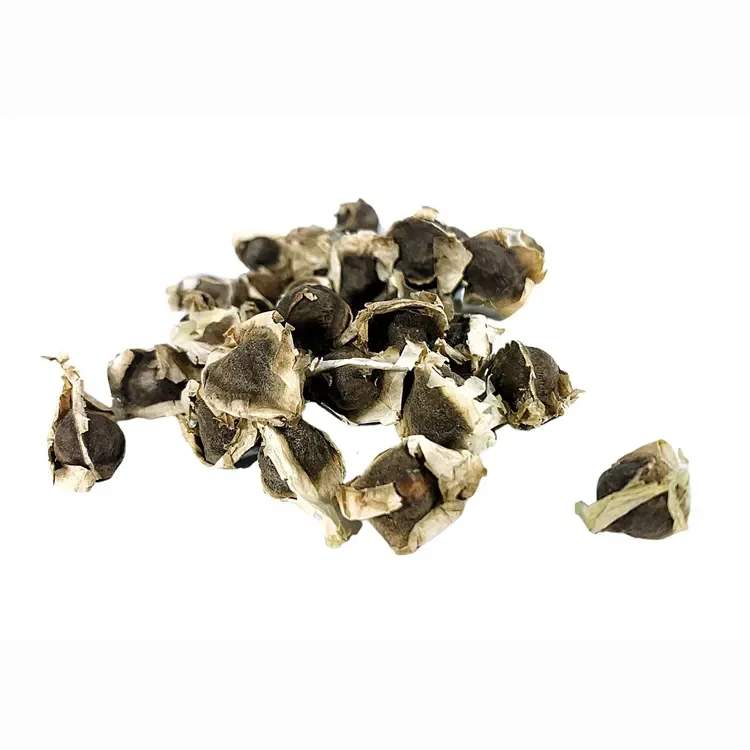 Семена Moringa oleifera/семена moringa лучшие цены на продажу