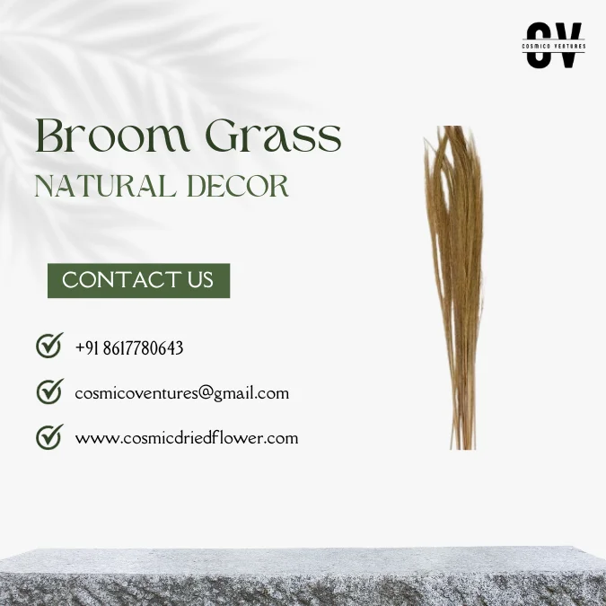 High Quality Wholesale Natural Broom Grass for DIY, Events Decor & Other Dried Flower Decor